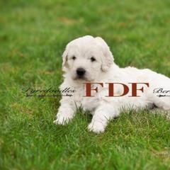 Bernedoodle and Pyredoodle Puppies from FDF Pyredoodles & Bernedoodles