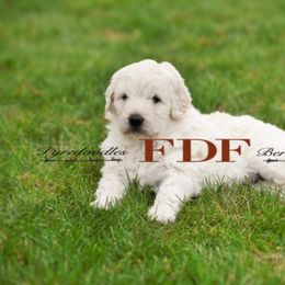 Bernedoodle and Pyredoodle Puppies from FDF Pyredoodles & Bernedoodles