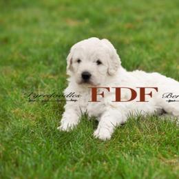 Bernedoodle and Pyredoodle Puppies from FDF Pyredoodles & Bernedoodles