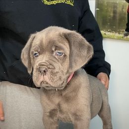 Girl 2 - Gray Cane Corso puppy in California from Capital Corsos