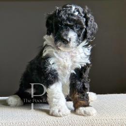 Onyx - Black and white male Bernedoodle puppy in Tulsa, Oklahoma from The Poodle Co. Raising Doodles & Poodles