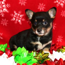 RF3 - Black and tan female Pembroke Welsh Corgi puppy in Texas from Wild West Corgis of Texas