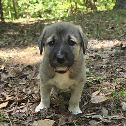 Kivah - Fawn female Anatolian Shepherd Dog puppy in La Grange, Georgia from Florida Anatolian Shepherds
