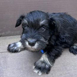 Male - Black and silver male Miniature Schnauzer puppy in La Fayette, Georgia from Daniels Mini Schnauzers