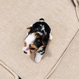 Yorkshire Terrier Puppies from Kashmir Yorkies