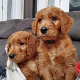 Goldendoodle Puppies from Rustic Road Doodles