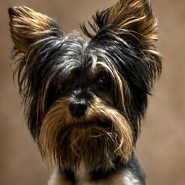 Oliver - Yorkshire Terrier
