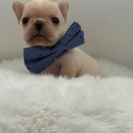 Duke - Cream male French Bulldog puppy in Largo, Florida from Big Daddy Frenchies