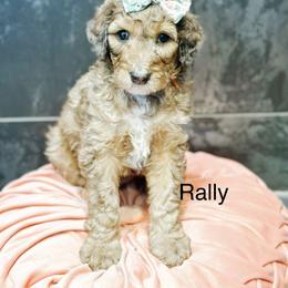 Rally - Sable female Bernedoodle puppy in Pasco, Washington from Camp Doodle Woods