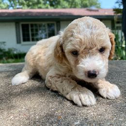 Benjie - Cream male Goldendoodle puppy in Texas from Doodles Divine