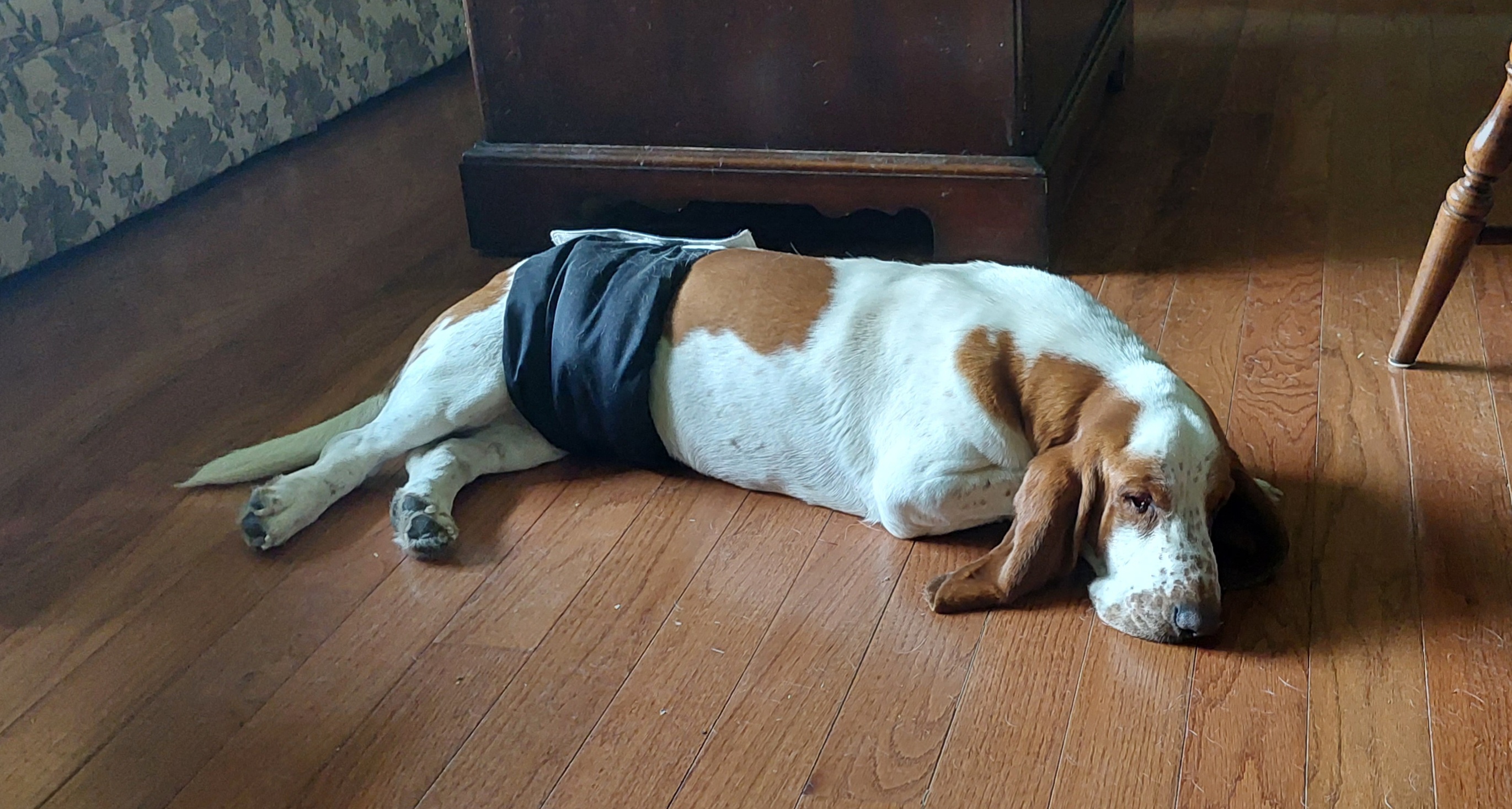 Basset Hound Puppies from Out Law Hounds Den