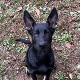 Pink Collar Bi-Color Female - Bi-color female German Shepherd puppy in Cumberland Gap, Tennessee from Royal Port K-9
