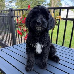 Mercy ( Otis Warren) - Black female Goldendoodle puppy in Newark, Ohio from Valleydayle Doodles and Wheatens