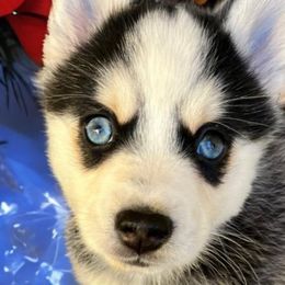 Zeus - Pomsky puppy from Lunar Pomskies