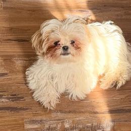 Lana - Shih Tzu