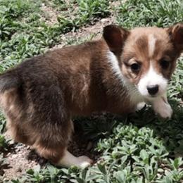 Pembroke Welsh Corgi Puppies from JD's Corgi Kennel