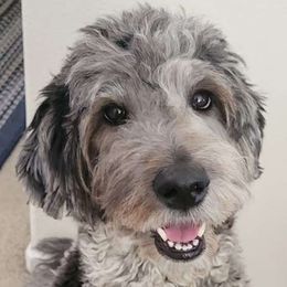 Rio - Goldendoodle
