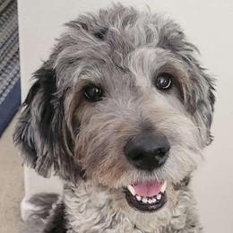 Rio - Goldendoodle
