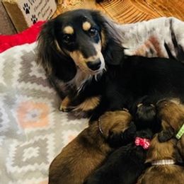 Dachshunds from Sharlie's Doxies
