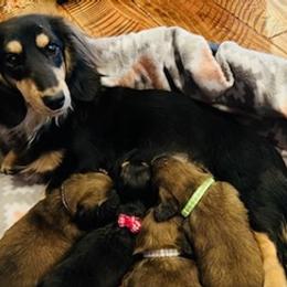 Dachshunds from Sharlie's Doxies