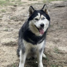 Lulu - Siberian Husky