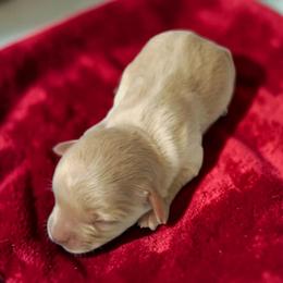 3 - Cream female Maltipoo puppy in Salisbury, North Carolina from Carolina Canines