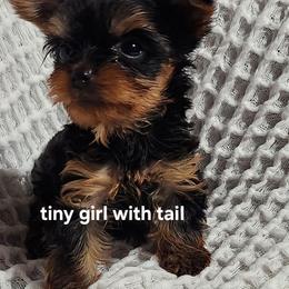 SB tiny girl full tail - Blue and gold female Yorkshire Terrier puppy in Alburnett, Iowa from Hobbs Shire Yorkies