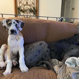 Great Dane Puppies from Phoenix Family Danes