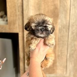 Boy 2 - Red and tan male Shih Tzu puppy in Seguin, Texas from Dolled Up Shih Tzus