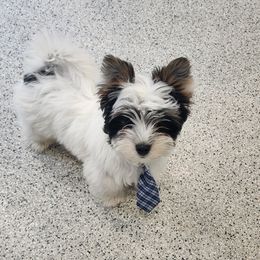 Oreo - Black tan and white male Biewer Terrier puppy in Spotsylvania Courthouse, Virginia from Donna's Biewer Terriers