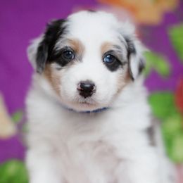 Australian Shepherds from Sidney Vale Aussies