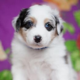 Australian Shepherds from Sidney Vale Aussies