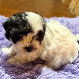 Eloise - White female Havanese puppy in Laurel, Indiana from Honey-Bee Home Havanese