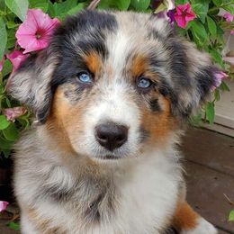 Australian Shepherd Puppies from Saddle Creek Australian Shepherds