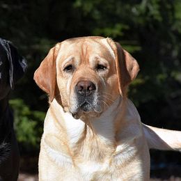 Labrador Retrievers from Ledge Hill Labradors
