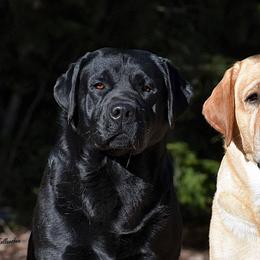 Labrador Retrievers from Ledge Hill Labradors