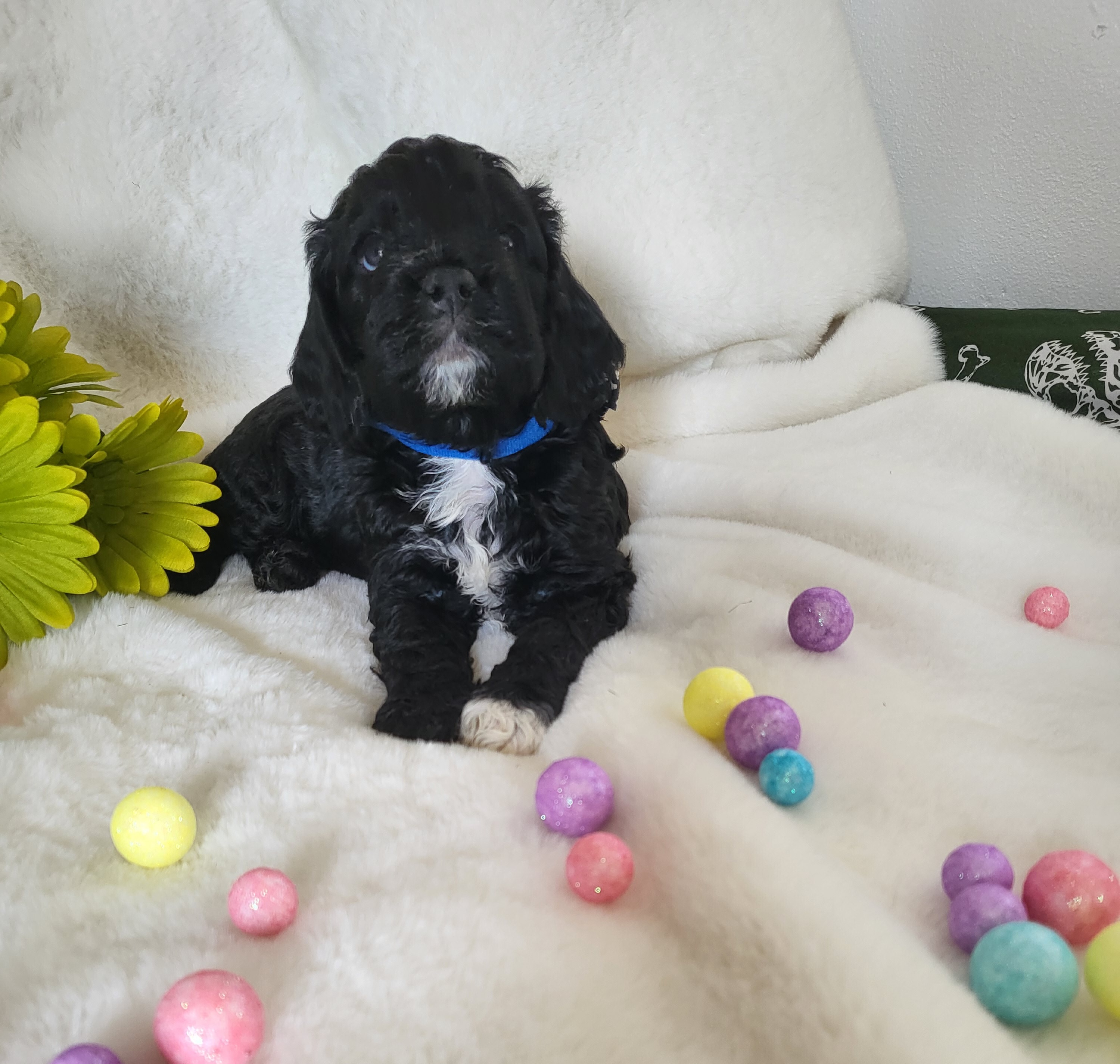 Cavapoos and Cockapoos from Happy Doodles- Cockapoo and Cavapoo puppies
