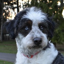 Bernie - Bernedoodle
