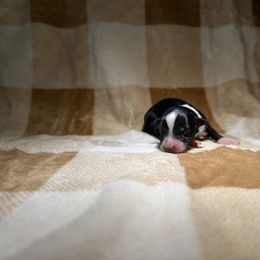 Boy 5 - Black tri-color male Australian Shepherd puppy in Ridgeville, Indiana from McCord’s Standard Aussies