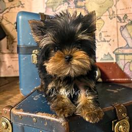 Twinkle - Blue and gold male Yorkshire Terrier puppy in Kendallville, Indiana from Yorkies Kisses