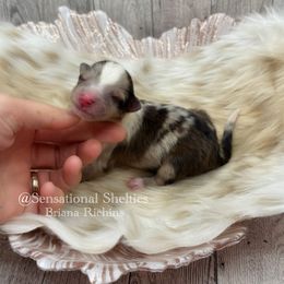 Shetland Sheepdog puppies from Sensational Shelties
