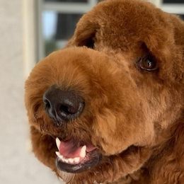 Goldendoodles from Bell's Doodles