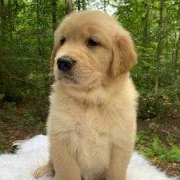 Tiana - Dark golden female Golden Retriever puppy in New Ringgold, Pennsylvania from Hawk Mountain Doodles
