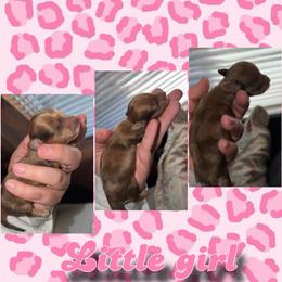 Little girl - Dapple female Dachshund puppy in Terre Haute, Indiana from King Duke Dachshunds