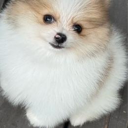 Jack - Orange parti male Pomeranian puppy in Zionville, North Carolina from Shaner Poms