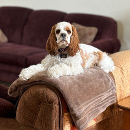 Cocker Spaniel Puppies from Riegelz Cockers