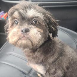 Harley - Shih Tzu