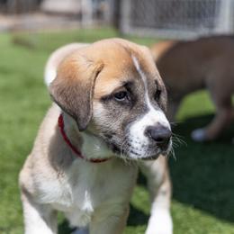 Anatolian Shepherd Dog Puppies from Fiddler’s Dream Anatolians