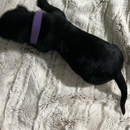 Purple collar - Pepper and salt male Giant Schnauzer puppy in Atoka, Oklahoma from Hannah's Haus & Farm