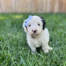 Princess Rosalina-White - White female Bernedoodle puppy in Casper, Wyoming from 307 Doodles